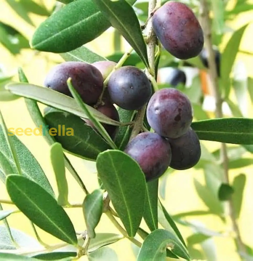 Olive Tree Planting Seeds For Home Gardens Fruit