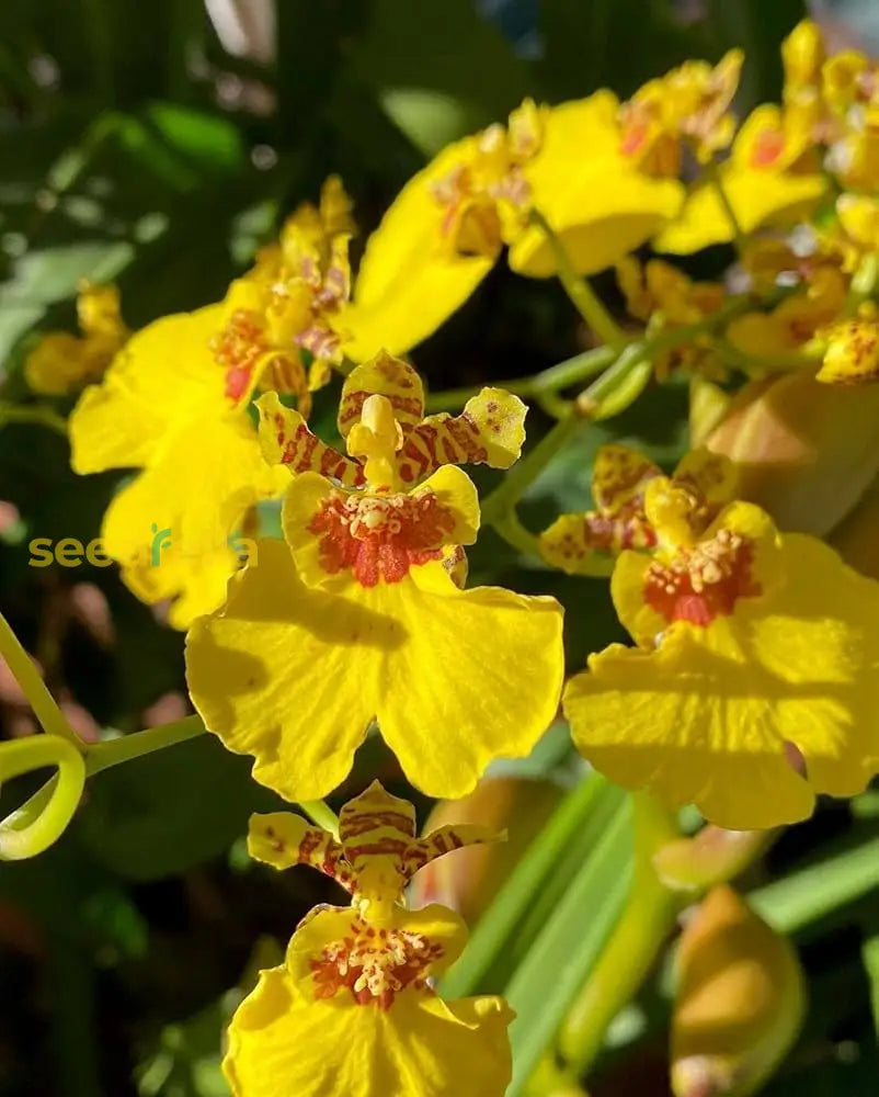 Oncidium Orchid Flower Seeds - Expert Planting Tips For Vibrant Blooms