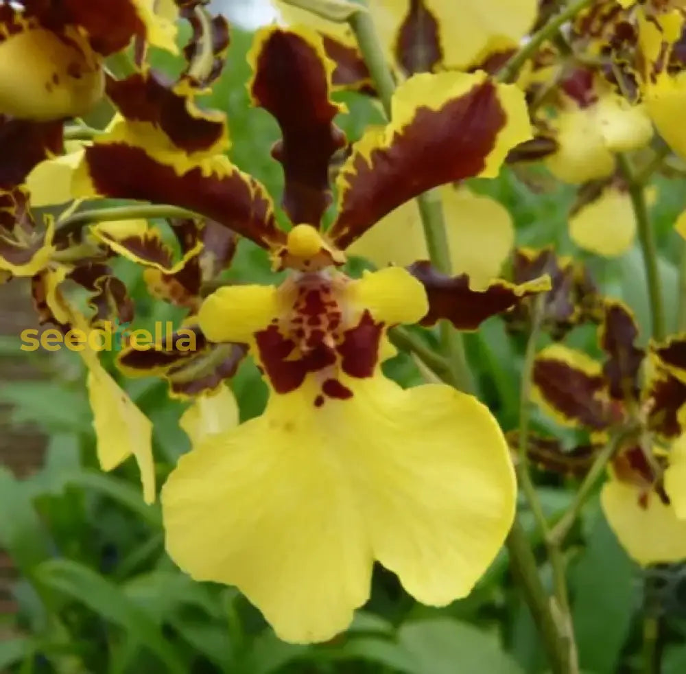 Oncidium Orchid Flower Seeds - Expert Planting Tips For Vibrant Blooms