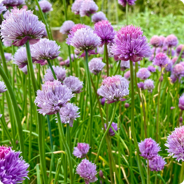 Onion Chives seeds Allium schoenoprasum plant for home gardening
