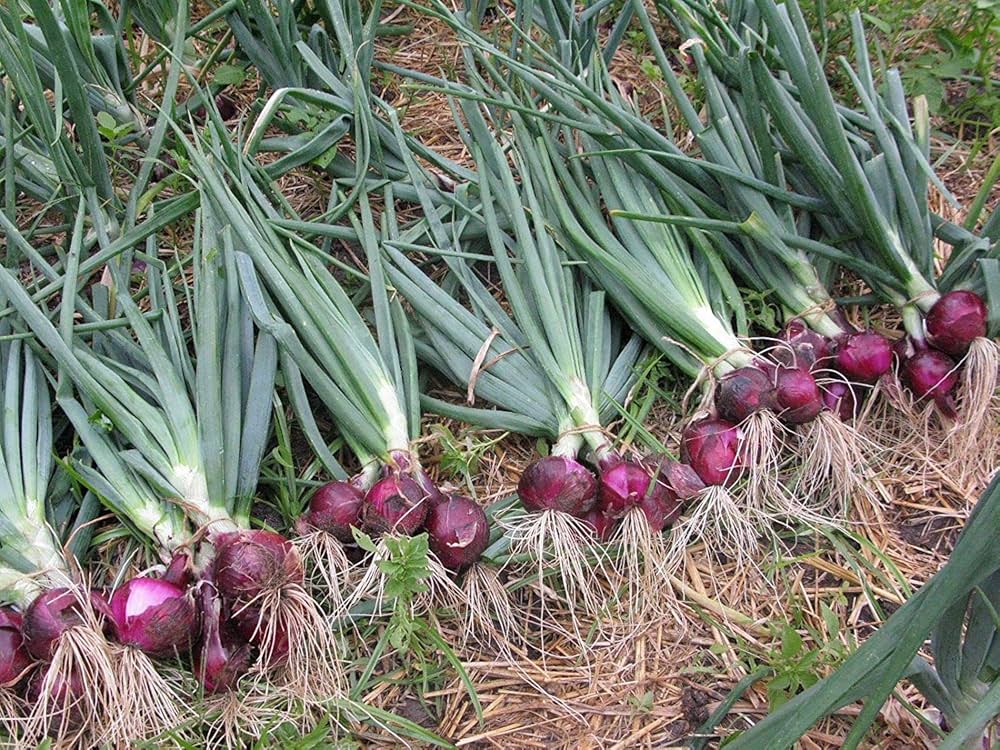 Allium cepa onion plant growing in a home garden vegetable patch