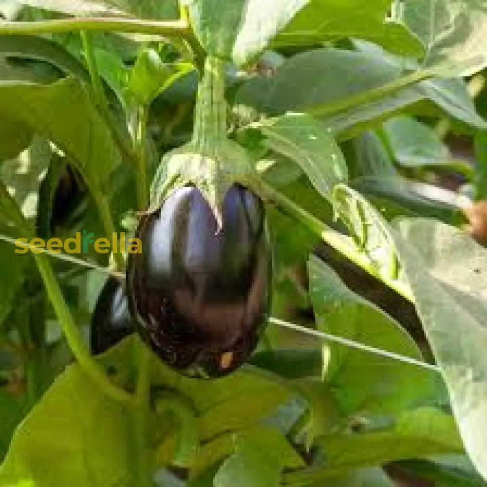 Ophelia eggplant seeds mini variety