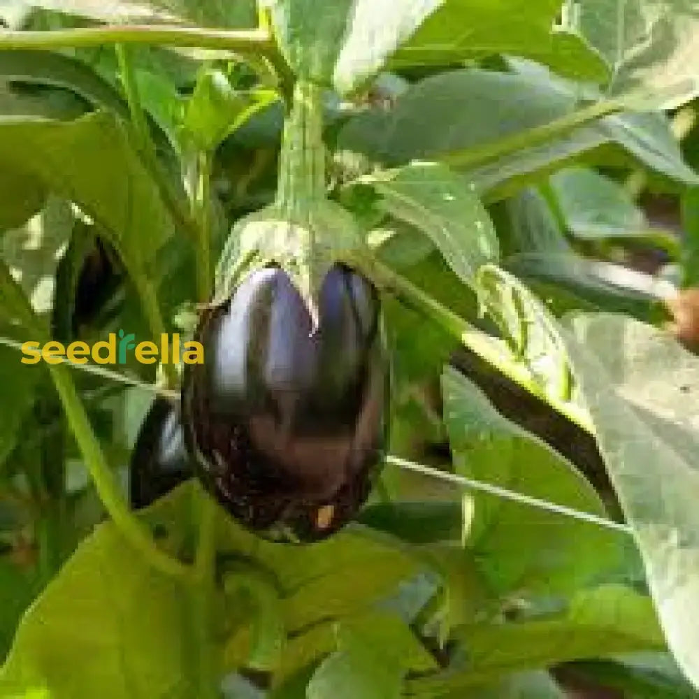 Ophelia Eggplant Vegetable Seeds For Planting Seeds