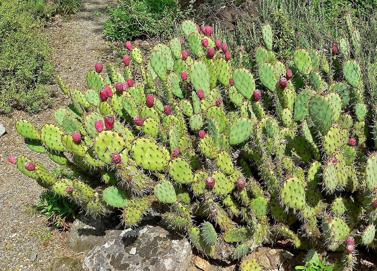 Close-Up of Red Opuntia Ficus Indica Fruits
