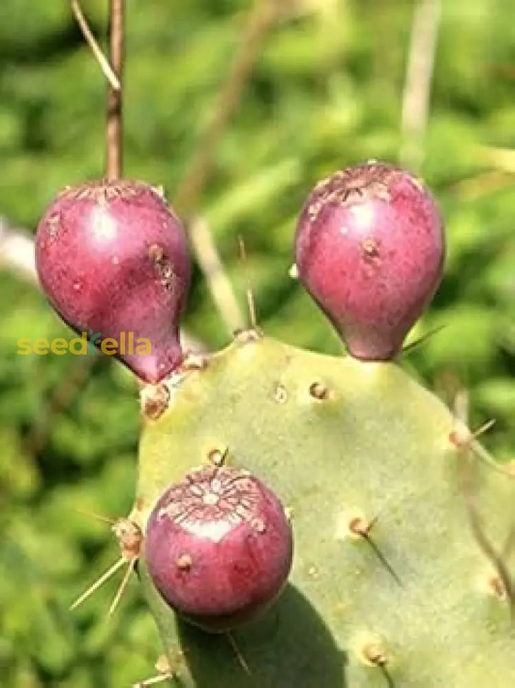 Opuntia Cactus Seedlings Growing in Pots