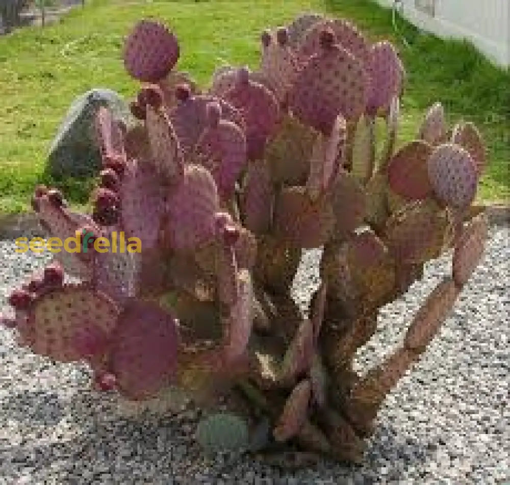 Opuntia Chlorotica Seeds For Planting  Mixed Cactus Variety Fruit