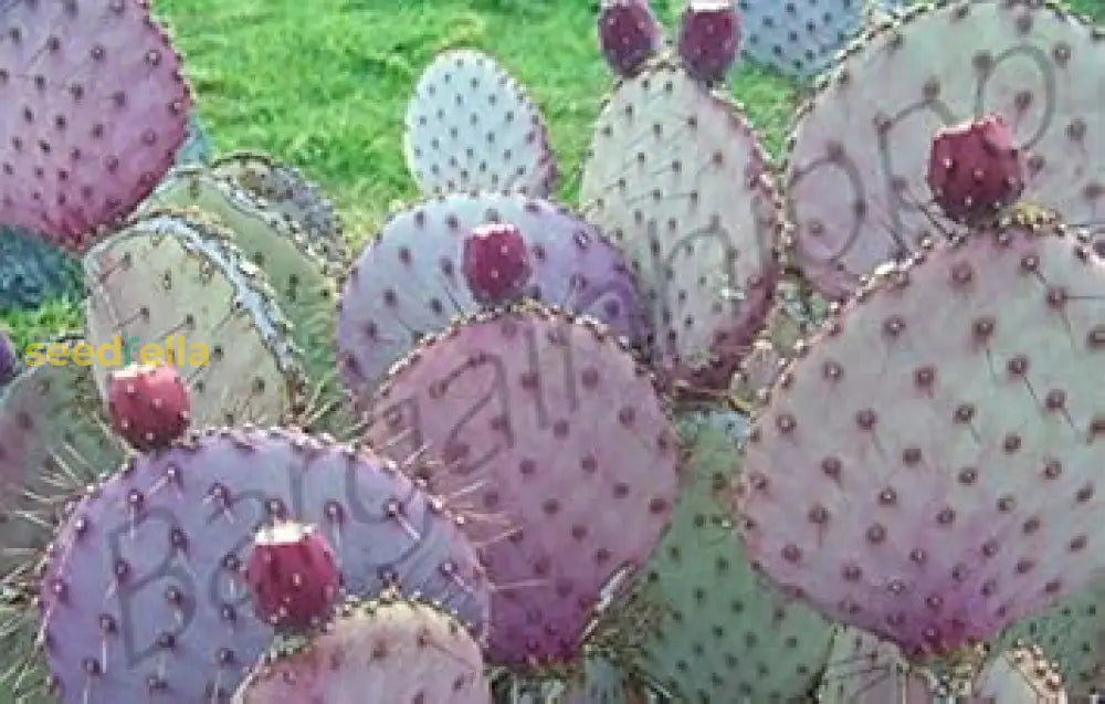 Opuntia Chlorotica Seeds For Planting  Mixed Cactus Variety Fruit