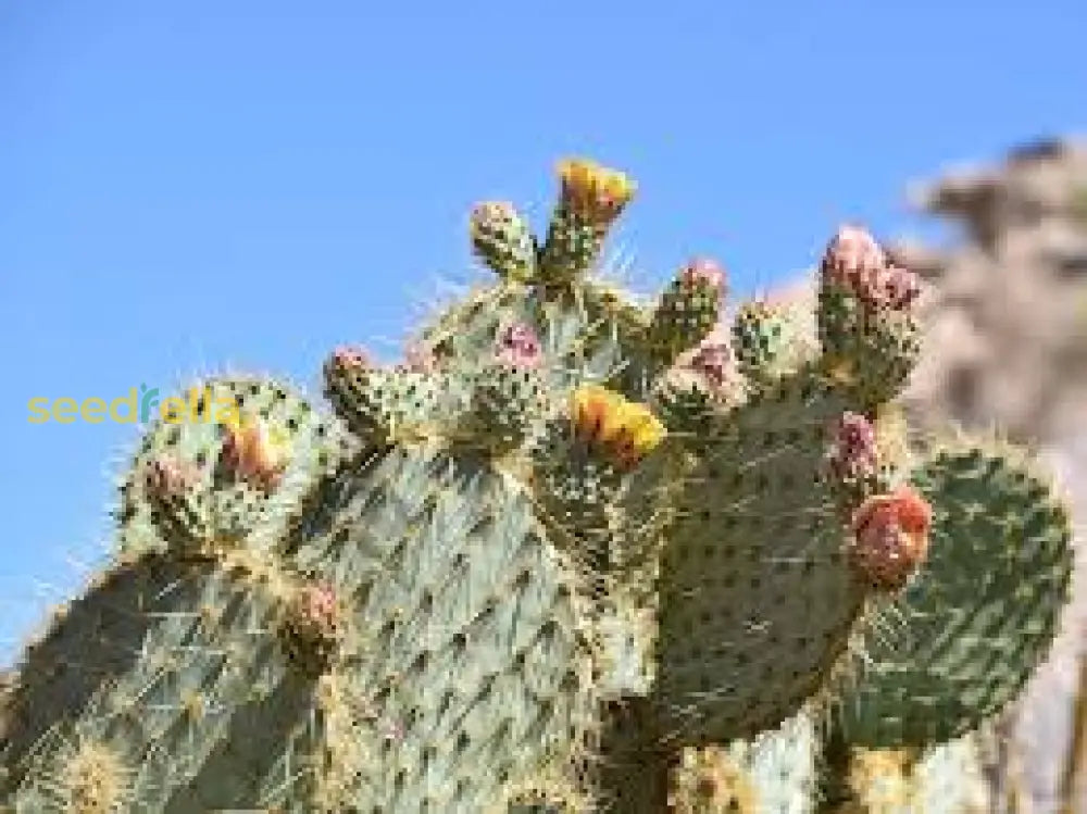 Step-by-Step Guide for Planting Opuntia Chlorotica Seeds in Your Garden