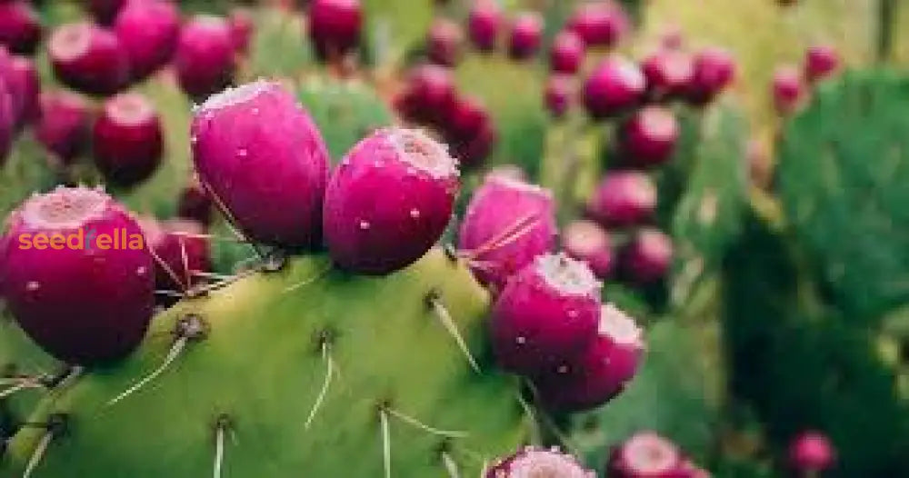 Opuntia Pink Cactus Seeds For Planting | Unique Desert Plant Fruit