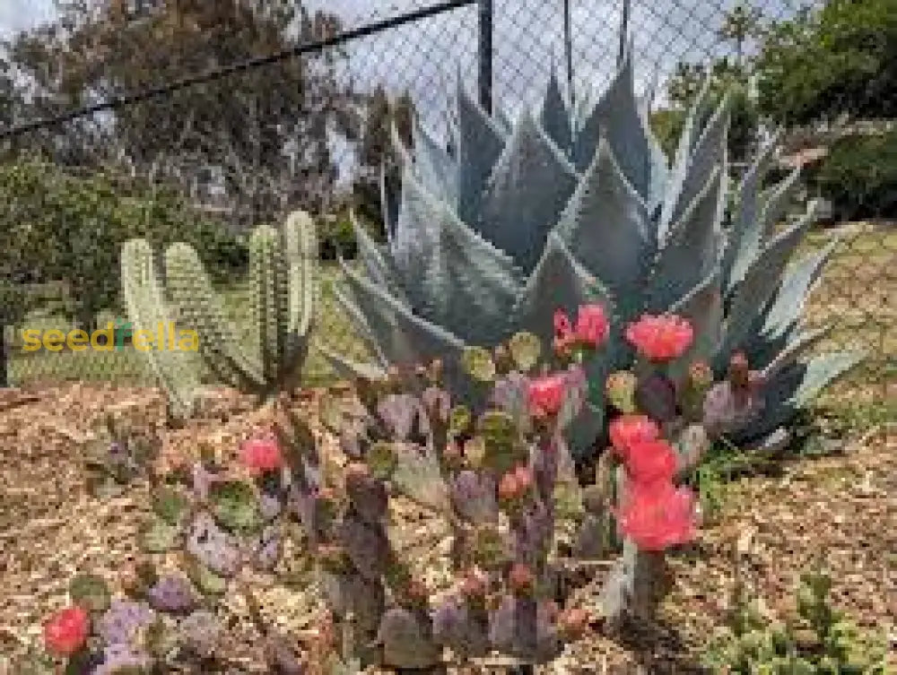 Opuntia Plant Seeds  Essential Guide For Planting Fruit