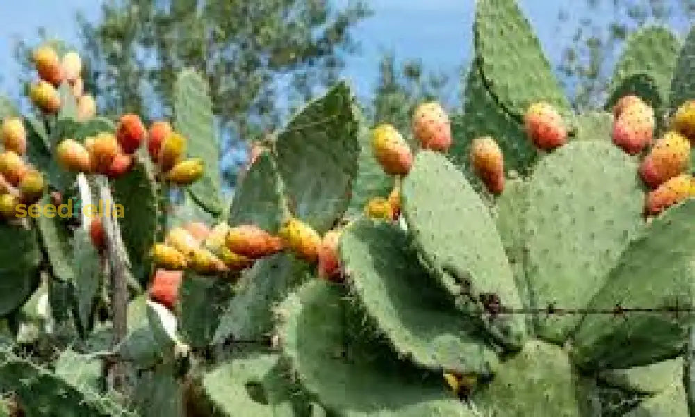 Opuntia Cactus Growing in Garden, Healthy Cactus with Vibrant Flowers and Fruit