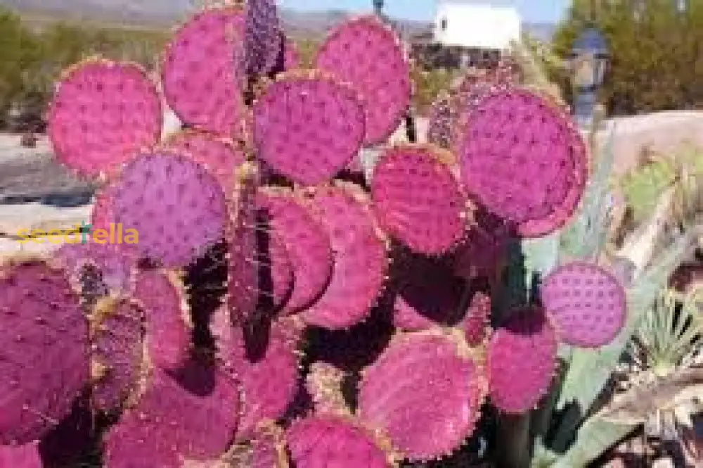 Step-by-Step Guide for Planting Opuntia Plant Seeds in Your Garden