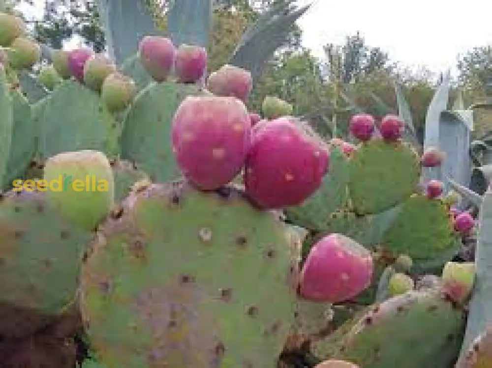 Pink Spineless Opuntia seed germination and planting guide