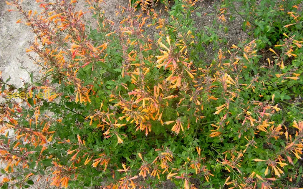 Orange Agastache Navajo Seeds For Planting - Vibrant Perennial Flowers