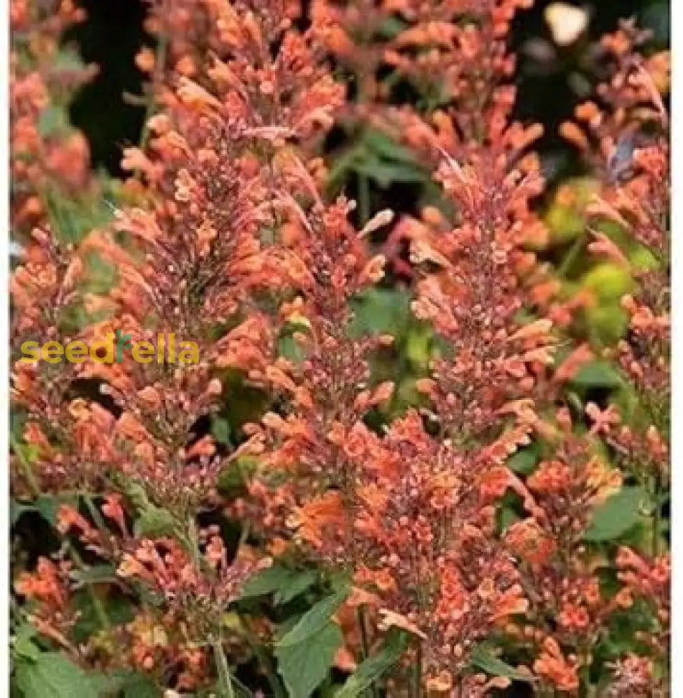 Orange Agastache Navajo Seeds For Planting - Vibrant Perennial Flowers