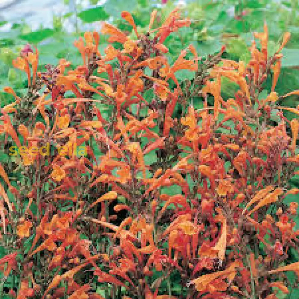 Orange Agastache Planting Seeds For Vibrant Garden Flowers Flower