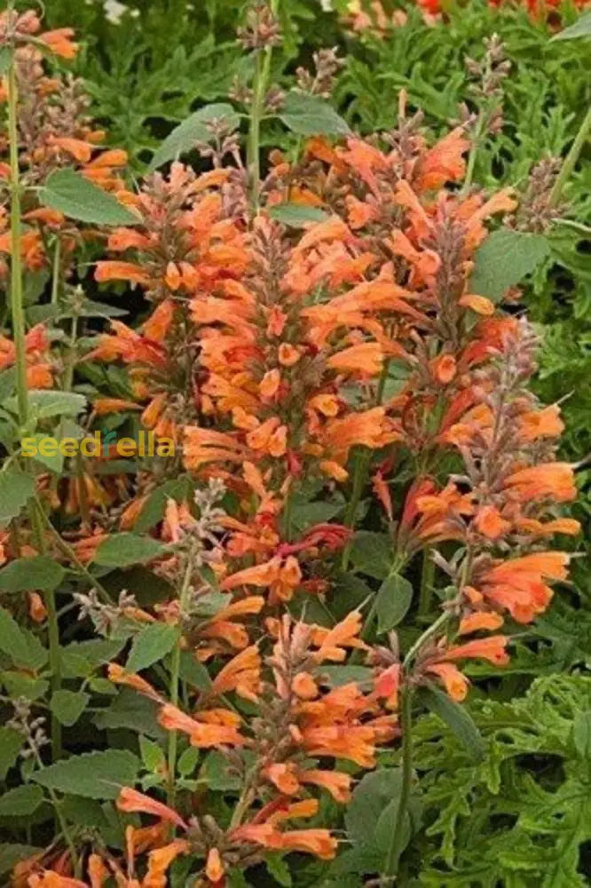 Orange Agastache Planting Seeds For Vibrant Garden Flowers Flower