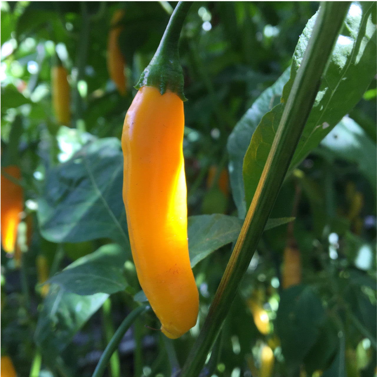 Orange Aji Mango pepper growing guide