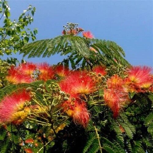 Orange Albizia Flower Seeds for Planting Exotic Vibrant Blooms