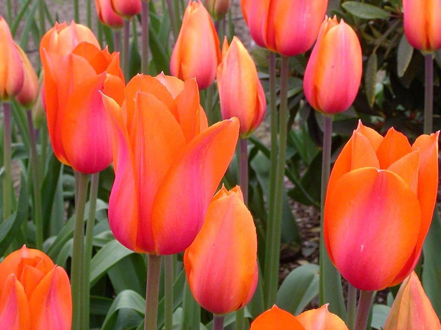 Orange and Pink Tulip Flower Seeds for Planting