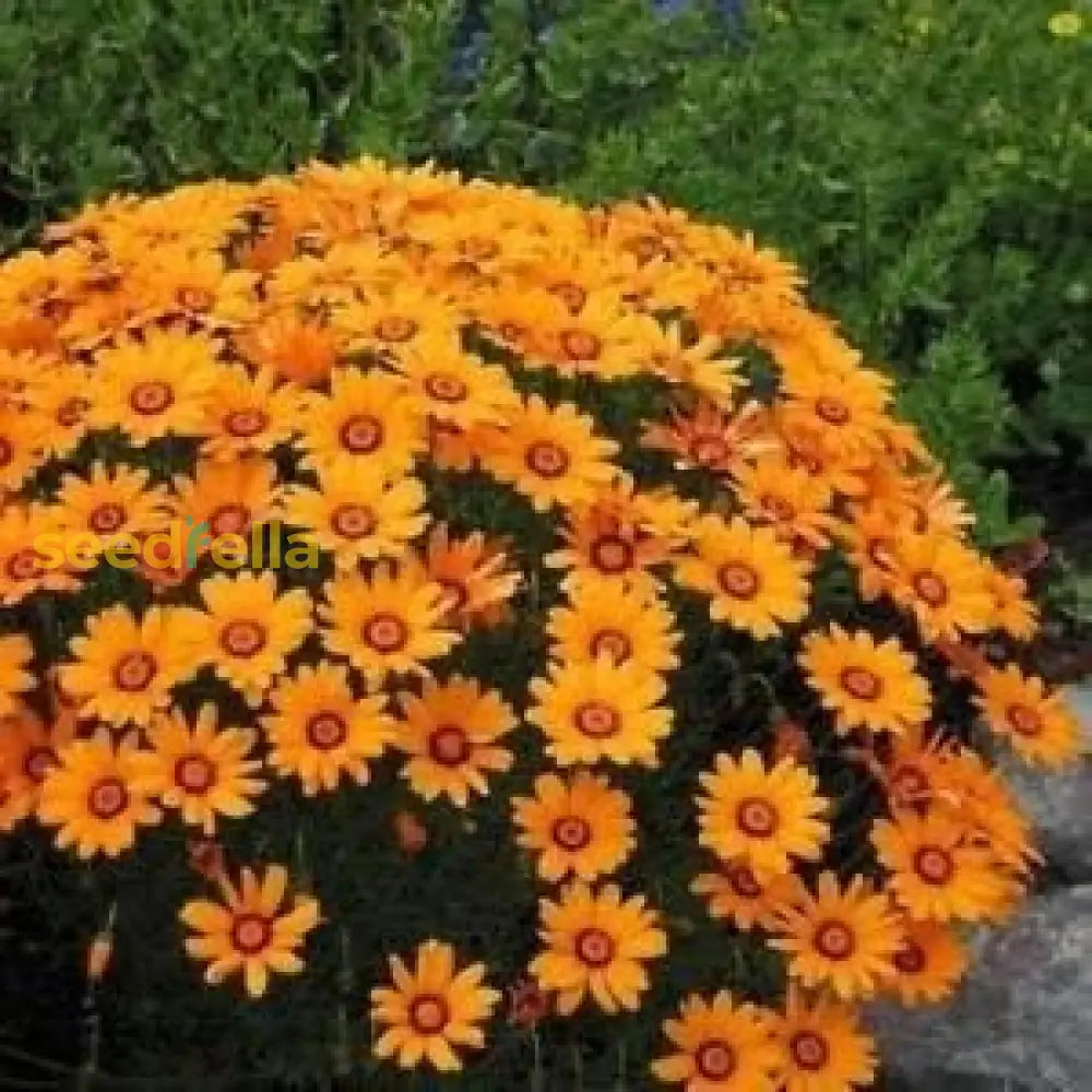 Orange Anthemoides Flower Seeds For Planting - Vibrant Annual Blooms Your Garden