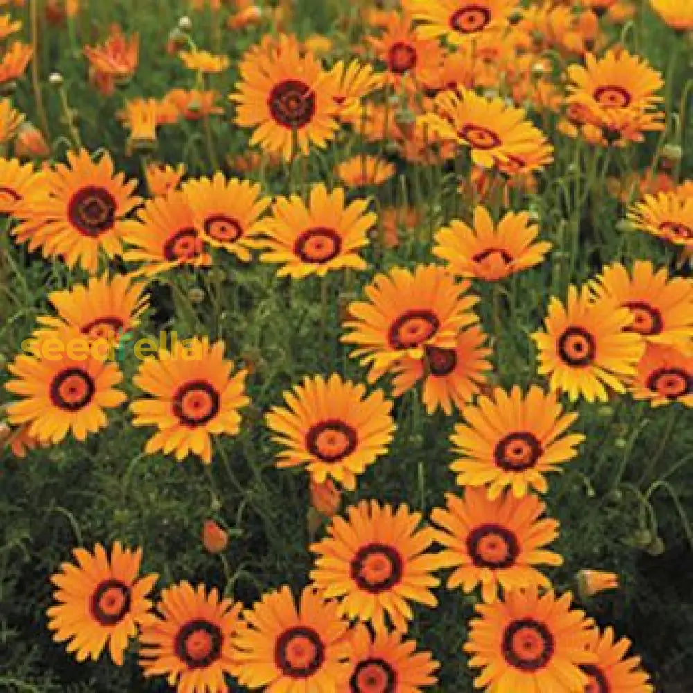 Orange Anthemoides Flower Seeds For Planting - Vibrant Annual Blooms Your Garden