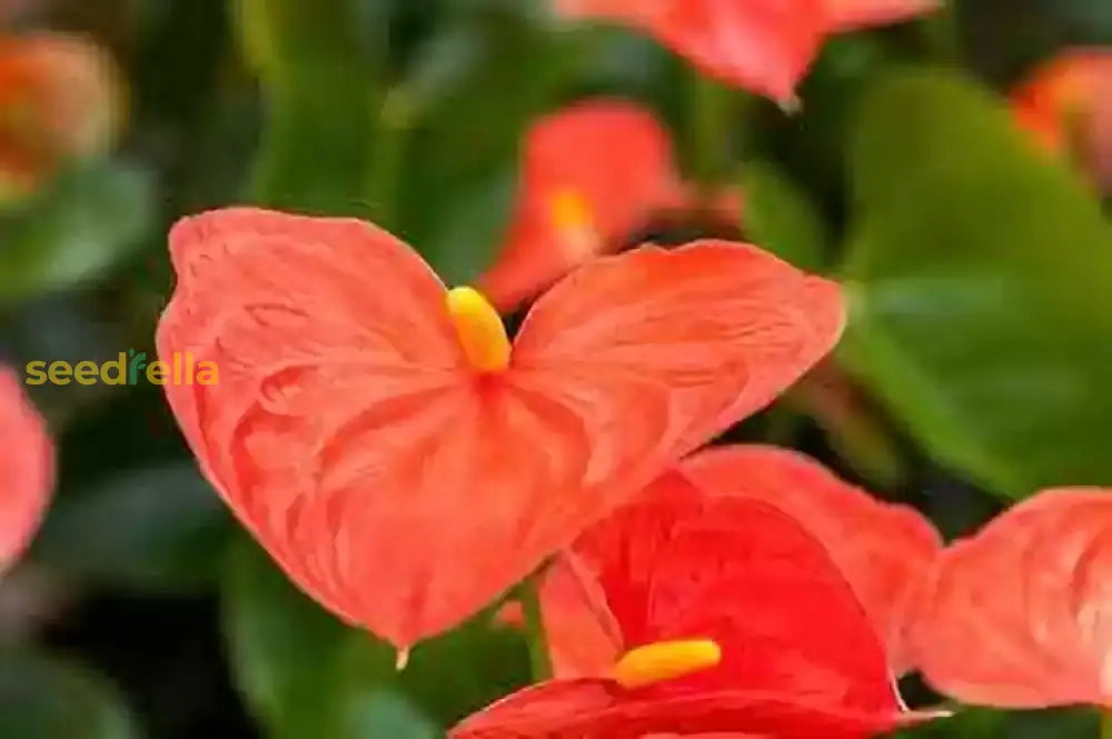 Orange Anthurium Seeds For Planting  Tropical Flower Indoor And Outdoor Gardens Plant Seeds