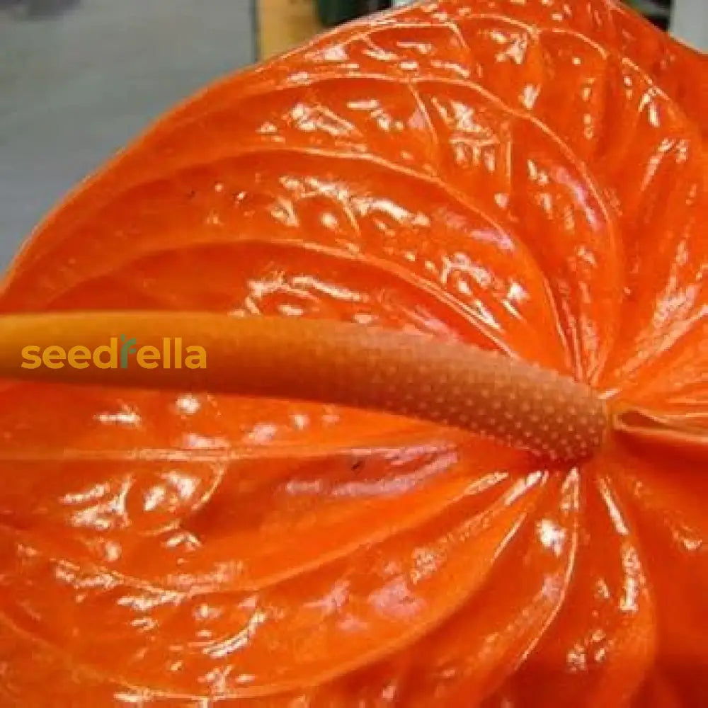 Orange Anthurium Seeds For Planting  Tropical Flower Indoor And Outdoor Gardens Plant Seeds