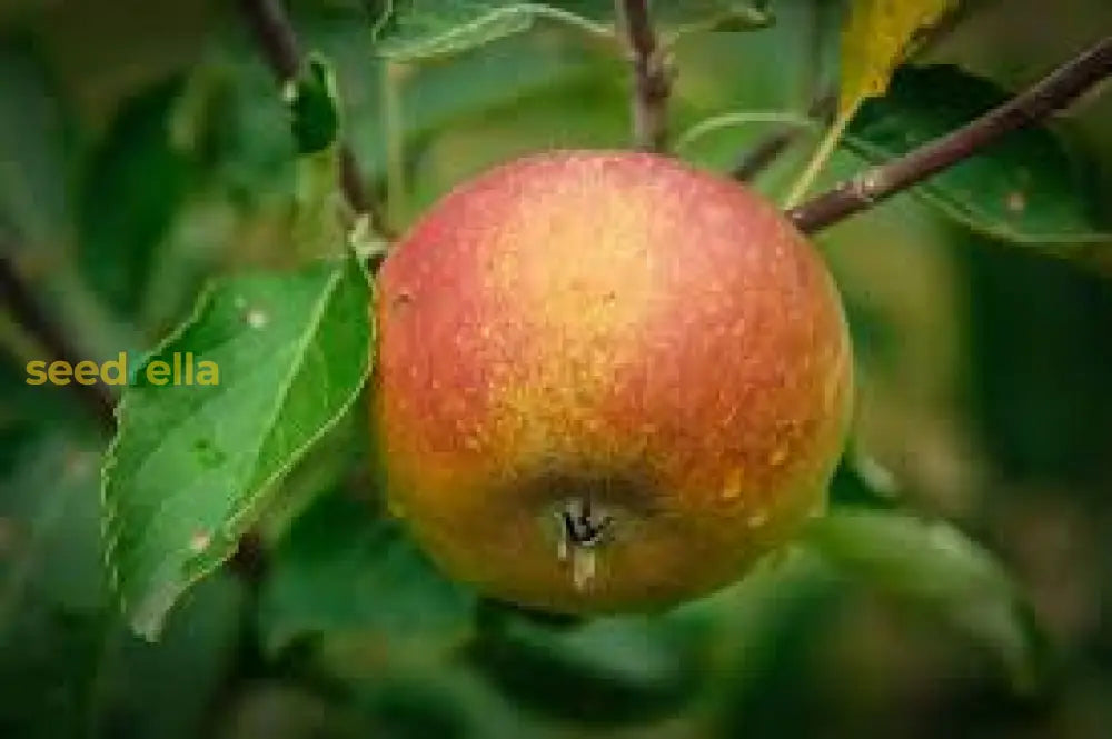 Orange Apple Tree with Blossoms and Young Fruit