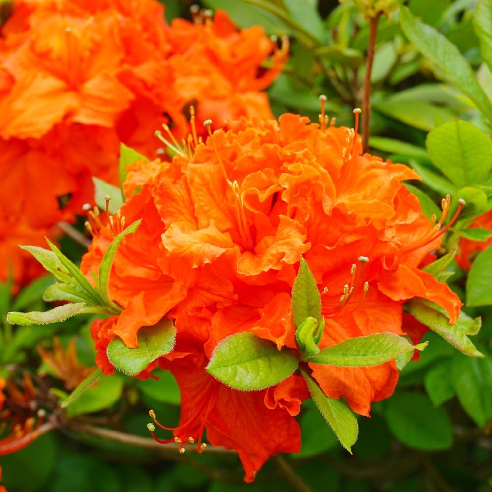 Orange Azalea Flower Seeds for Planting