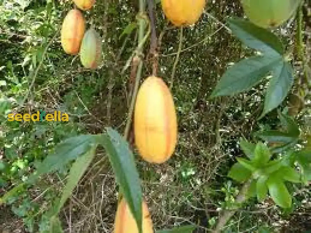 Orange Banana Passion Fruit Seeds For Planting  Tropical Garden Delight