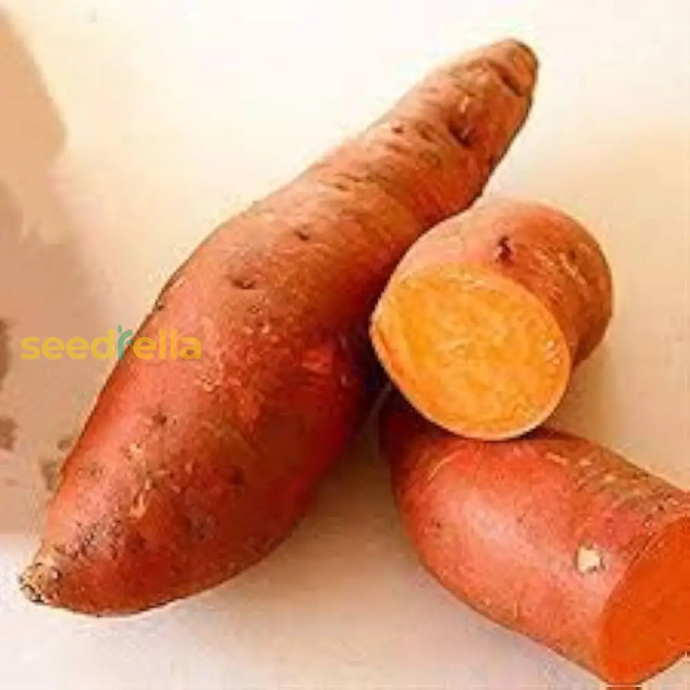 Orange Batatas Potato Seeds For Planting Vegetable Seeds