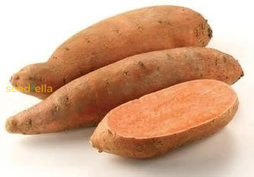 Orange Batatas Potato Seeds For Planting Vegetable Seeds