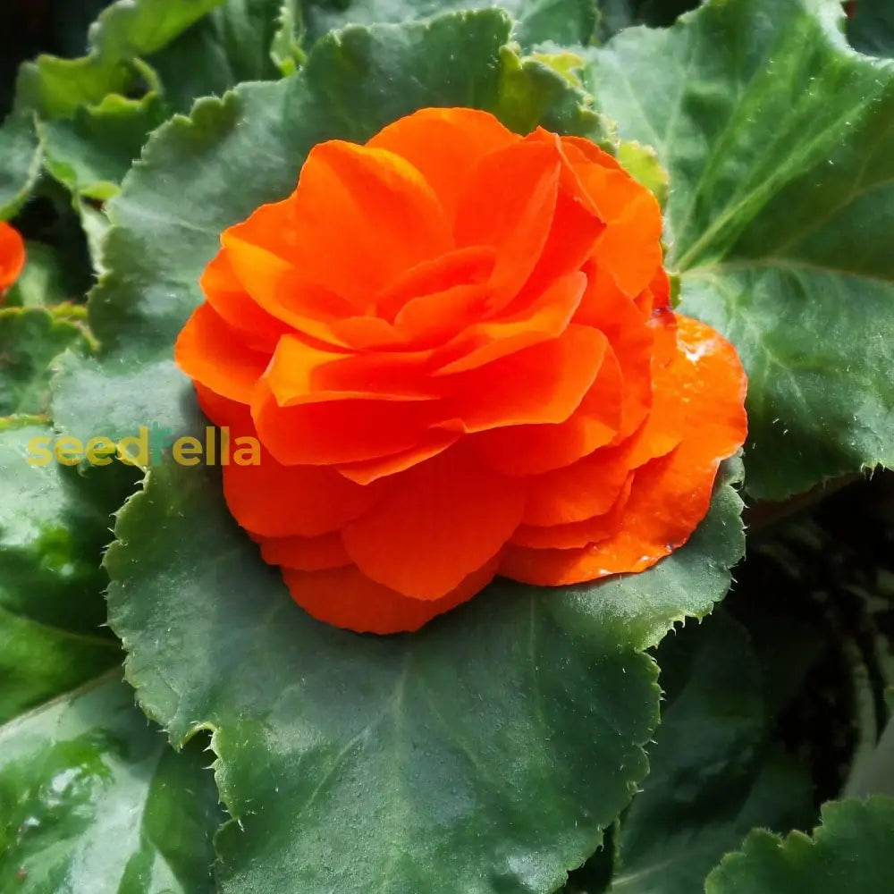 Orange Begonia Flower Seeds For Planting | Vibrant