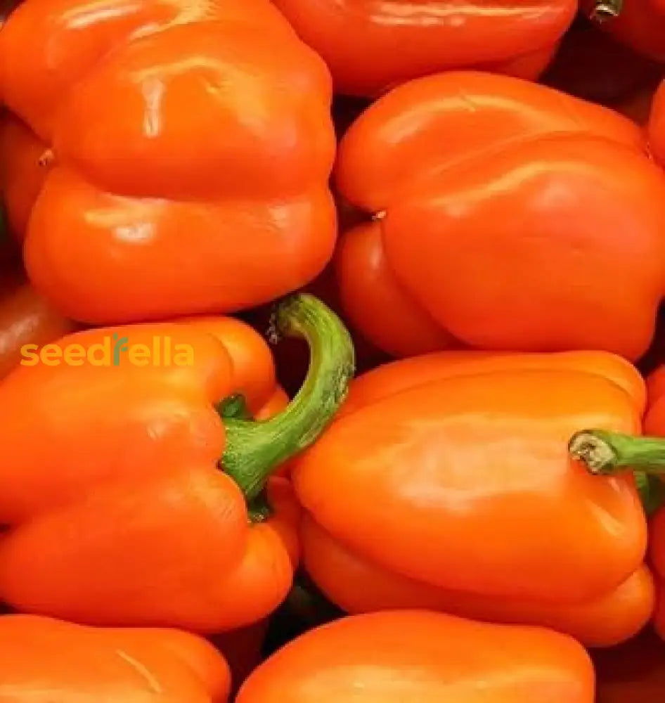 Orange Bell Pepper Vegetable Seeds For Planting - Year-Round Growth Seeds