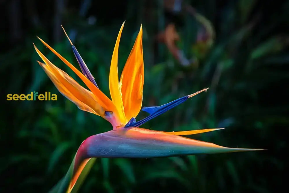 Orange Bird Of Paradise Seeds For Planting - Exotic Blooms Your Garden Flower