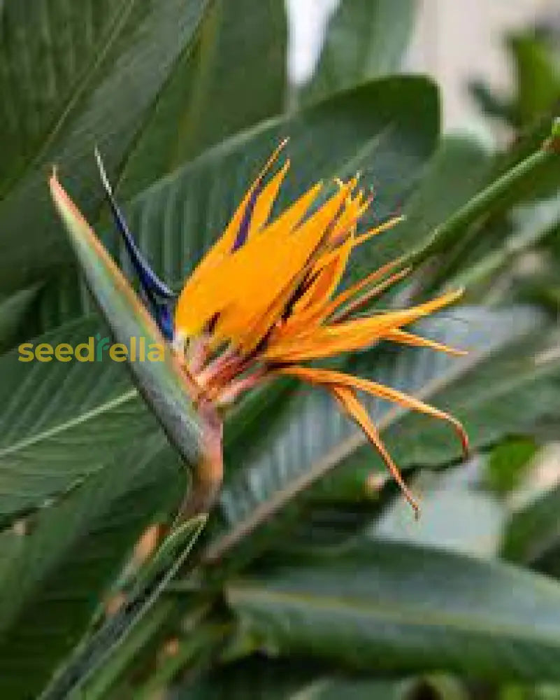 Orange Bird Of Paradise Seeds For Planting - Exotic Blooms Your Garden Flower