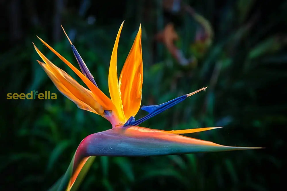 Orange Bird Of Paradise Seeds For Planting - Exotic Blooms Your Garden Flower