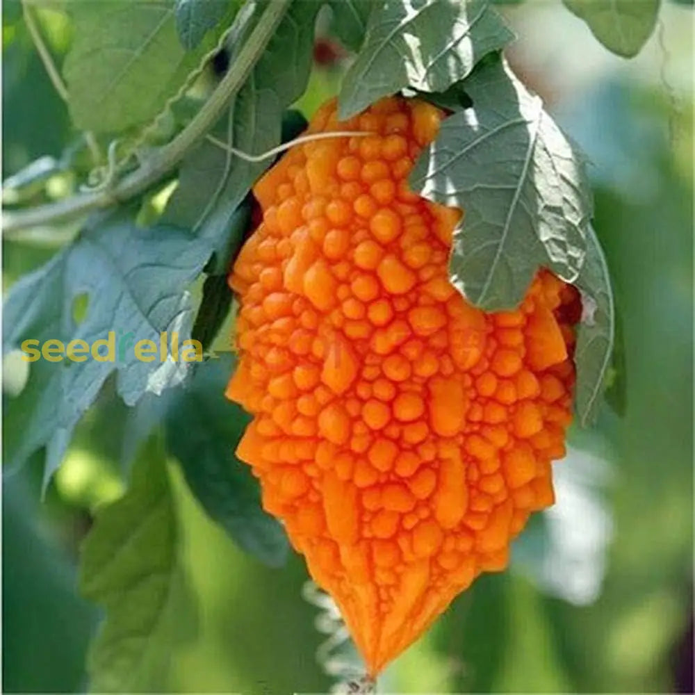 Orange Bitter Gourd seeds for planting Non-GMO variety