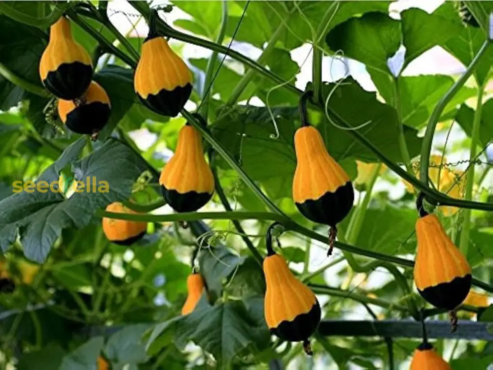 Orange Black Ornamental Gourd Seeds For Planting Vegetable Seeds