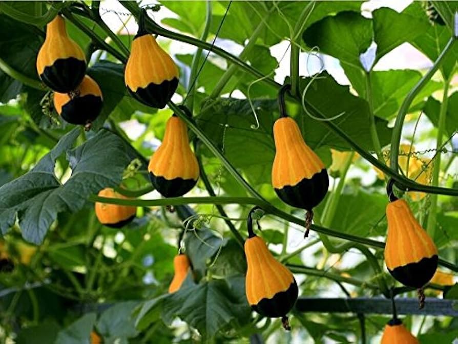 Non-GMO Orange Black Ornamental Gourd seeds for planting
