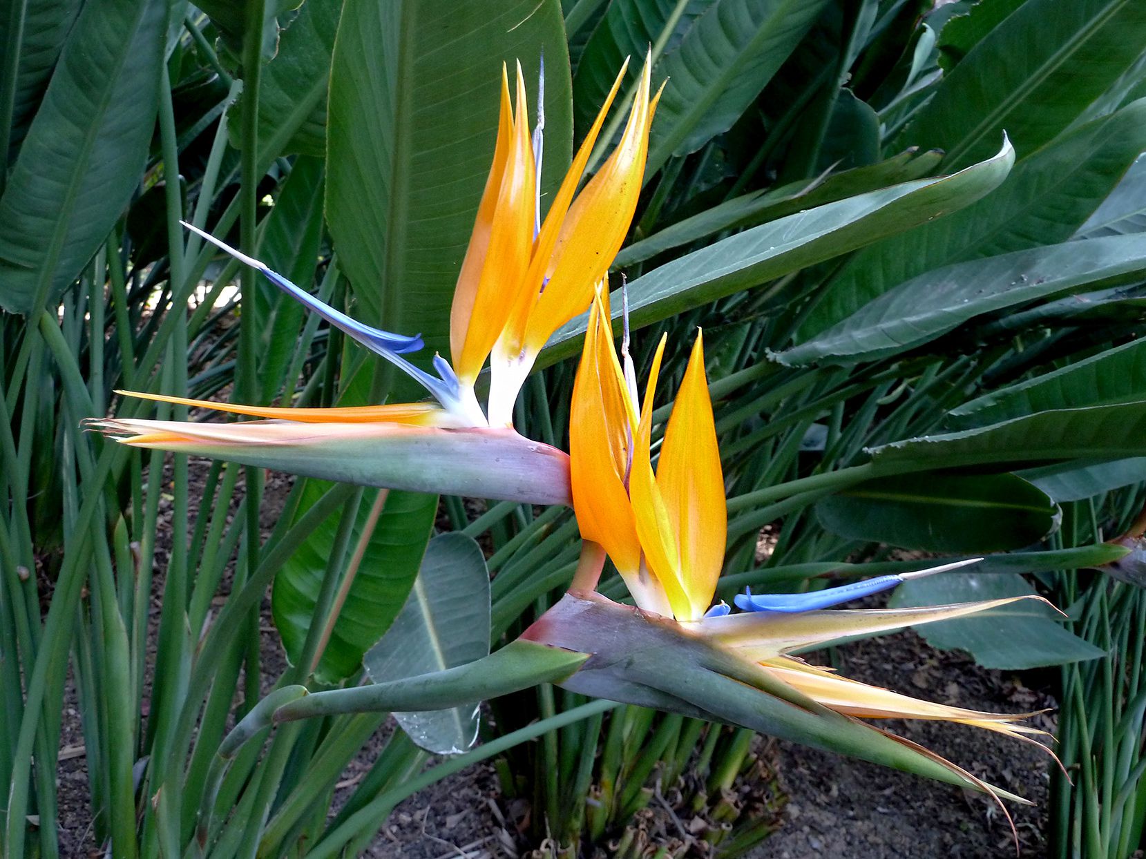 Orange and Blue Bird of Paradise Flowers in Garden