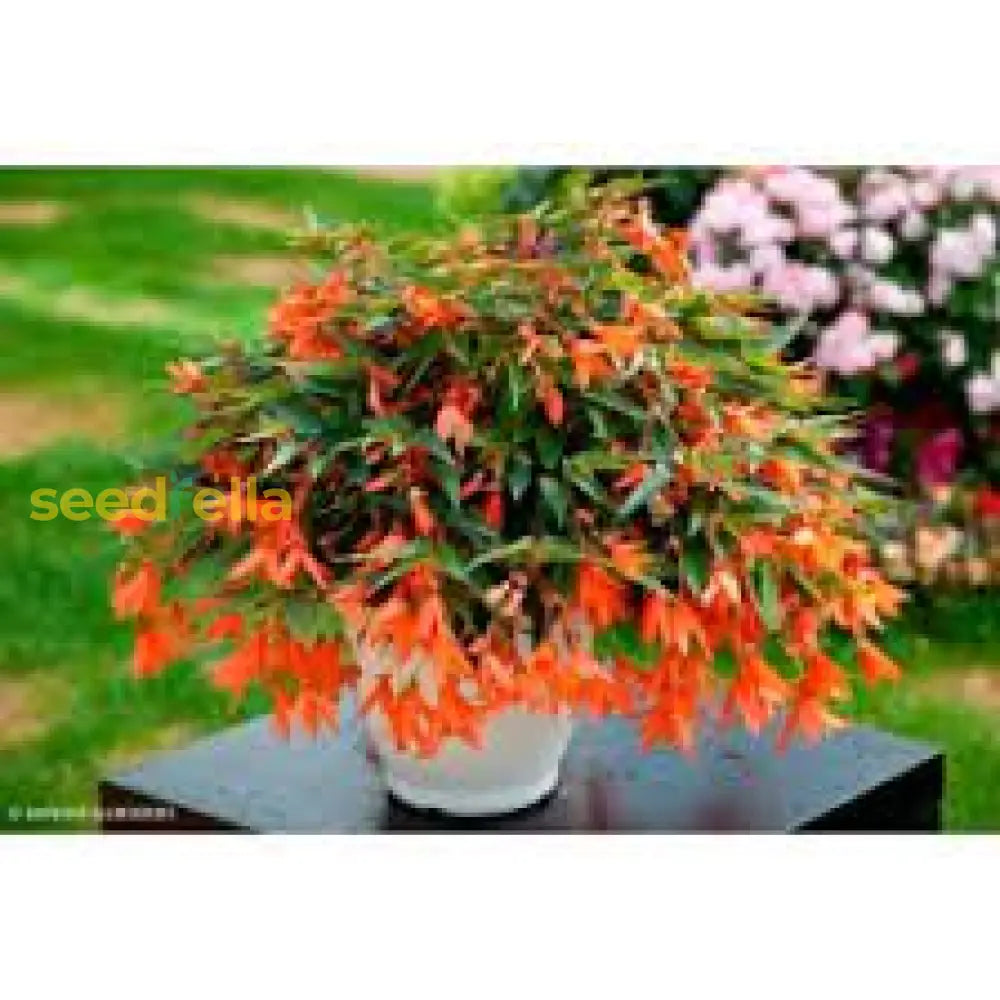 Orange Bossa Nova Flower Seeds For Planting - Vibrant Annual Blooms