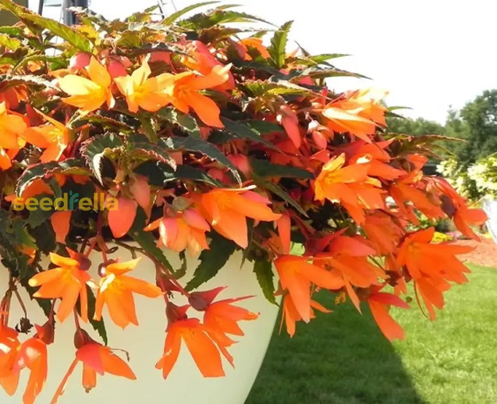 Orange Bossa Nova Flower Seeds For Planting - Vibrant Annual Blooms