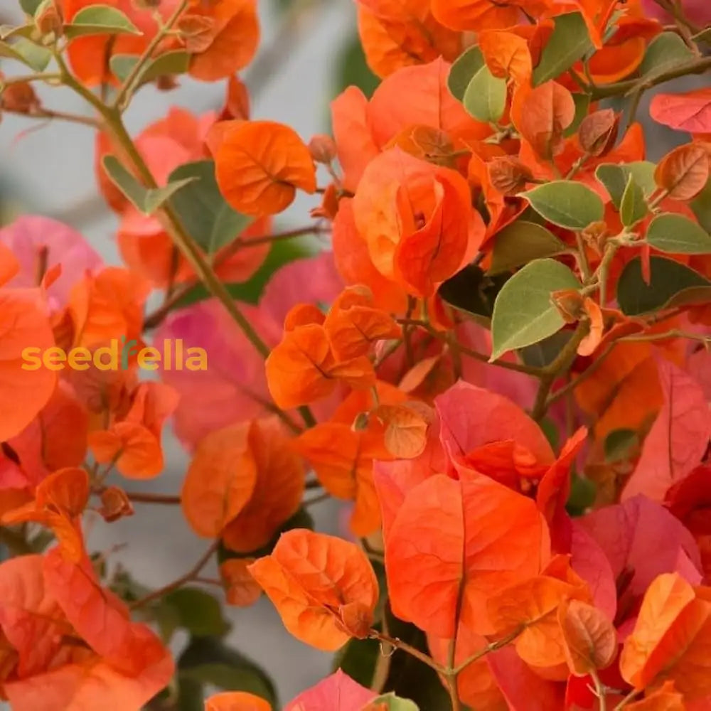 Orange Bougainvillea Flower Seeds For Planting - Vibrant Blooms Your Garden