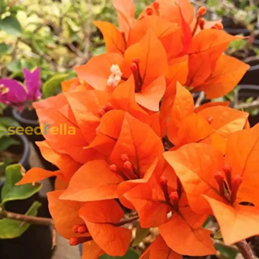 Orange Bougainvillea Flower Seeds For Planting - Vibrant Blooms Your Garden