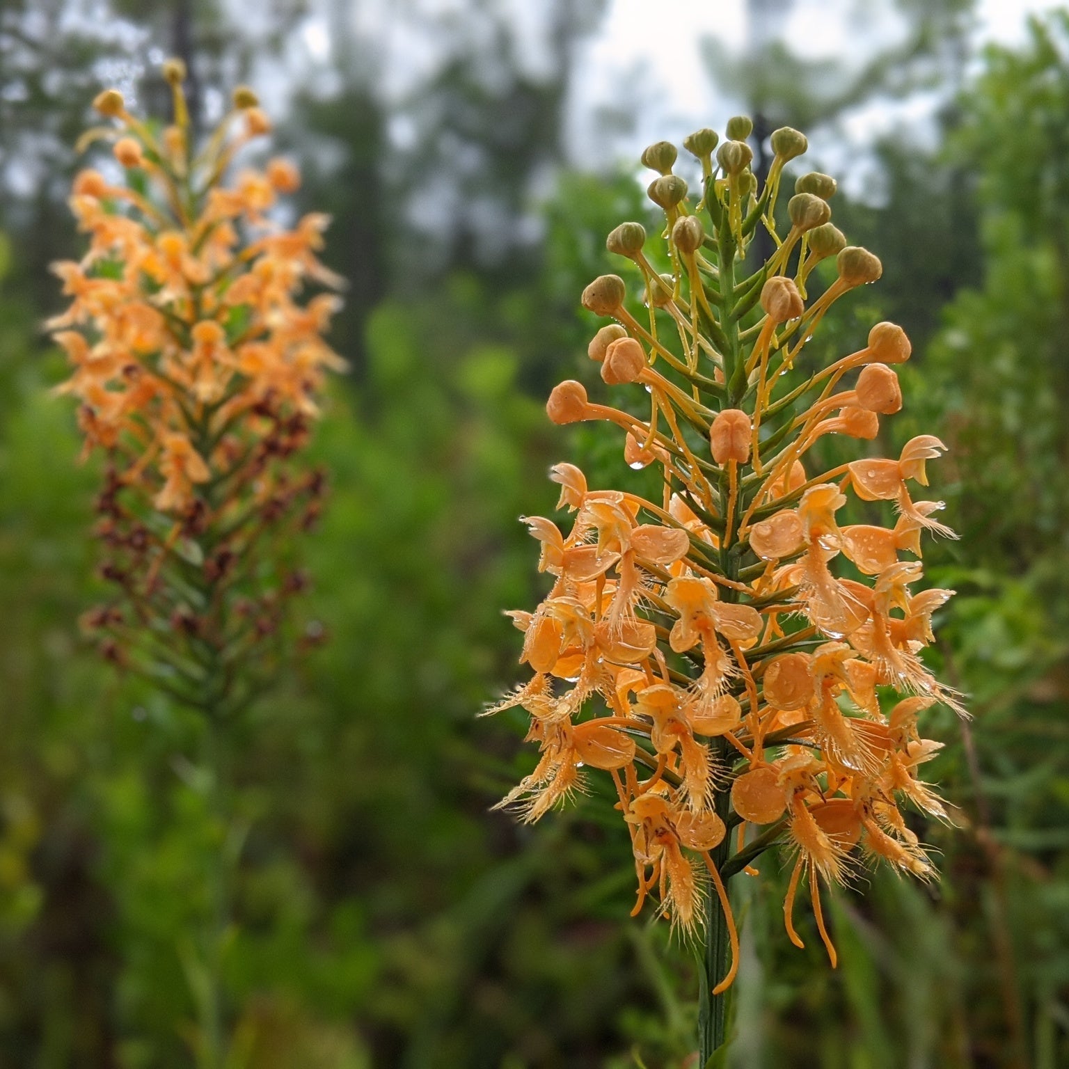 Orange Butterfly Orchid Flower with butterfly-shaped petals