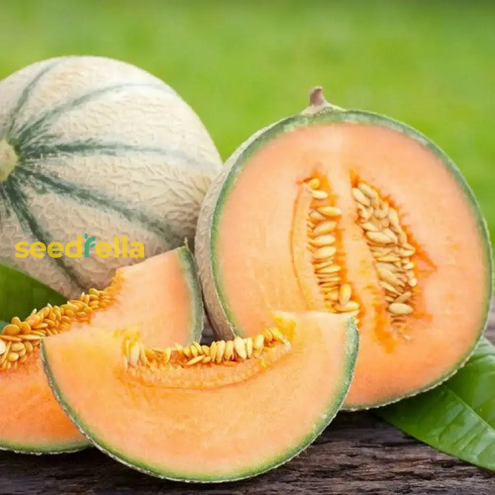 Orange Cantaloupe Melon Seeds For Planting  Grow Delicious Homegrown Fruit