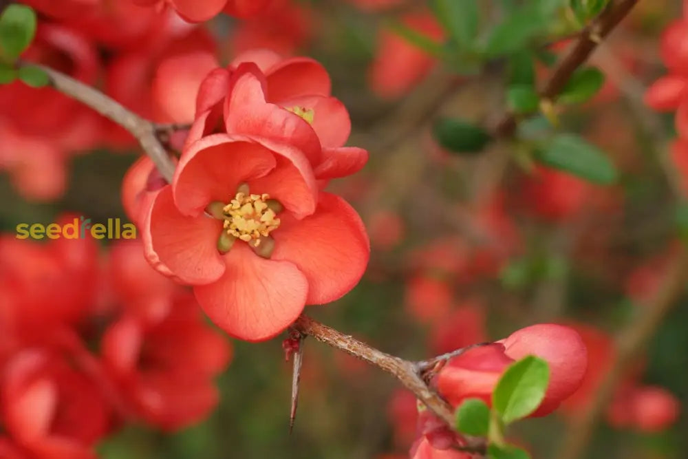 Orange Chaenomeles Flower Seeds For Planting  Vibrant Blooms