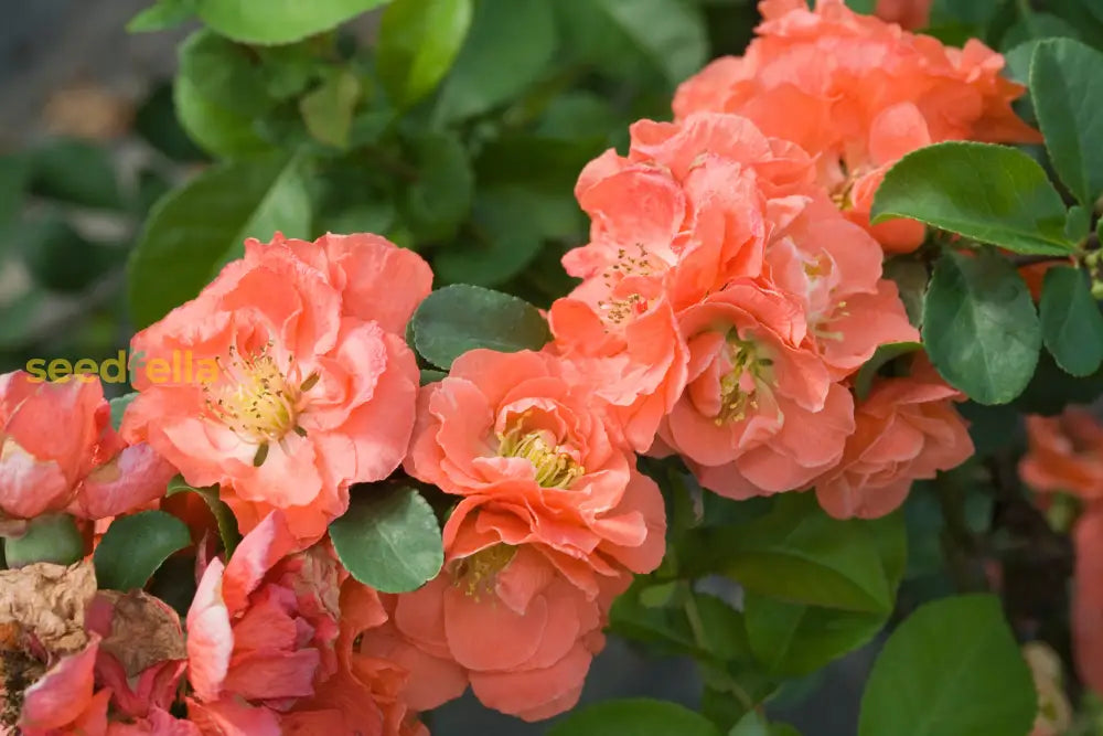 Orange Chaenomeles Flower Seeds For Planting  Vibrant Blooms